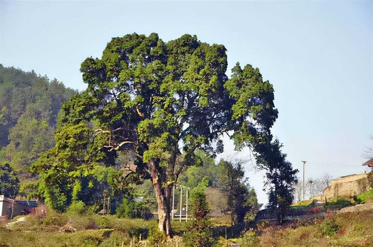 原创金丝楠木有多贵一颗能换一套房树苗便宜为何没人种