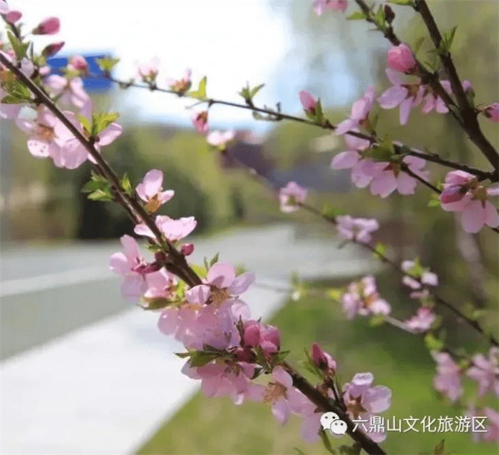 风景|?三八妇女节，六鼎山文化旅游区邀您免费游园