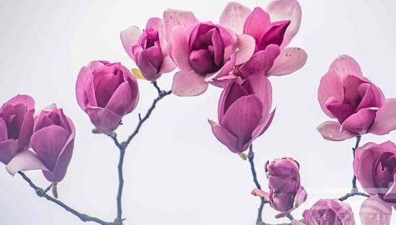 辛夷花盛开的娇美 紫红色的花朵非常漂亮 花开美丽别致 生活 荷花 枝头