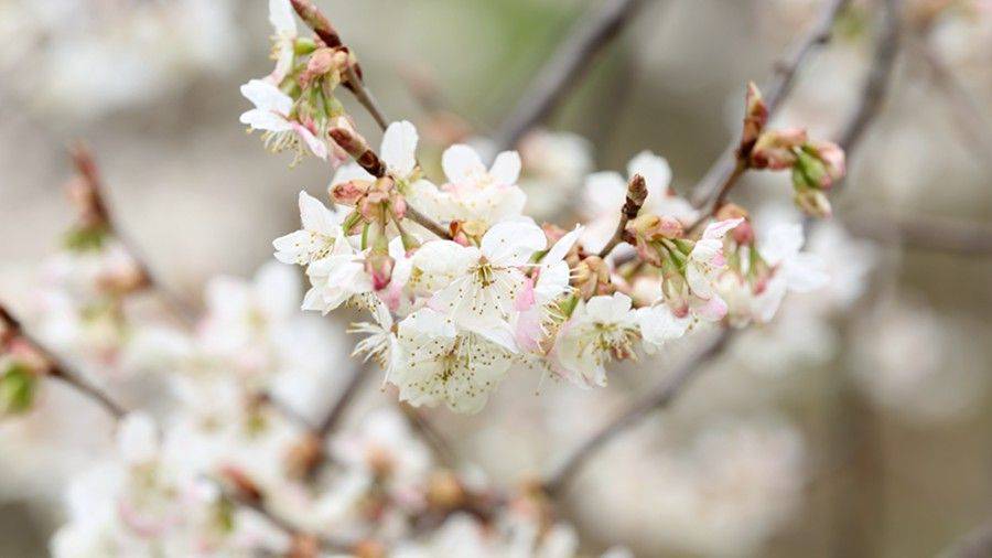 维新镇|贵州纳雍：万亩樱桃花开春意浓