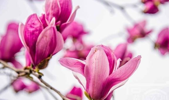 辛夷花盛开的娇美 紫红色的花朵非常漂亮 花开美丽别致 生活 荷花 枝头