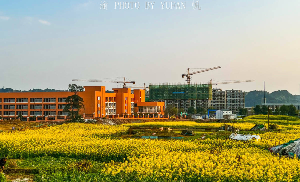 夕阳|重庆有座被菜花装扮的小城，不出城便能看到美景，窗外遍地流金