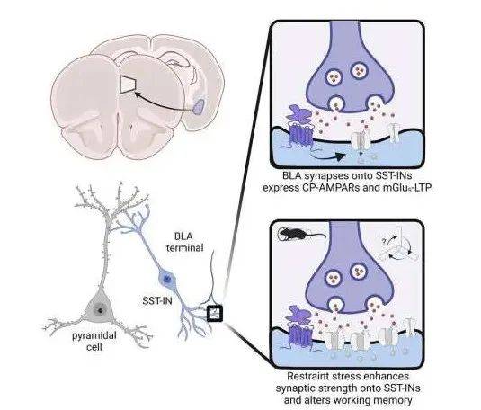 疾病|压力引起的分子和大脑回路变化