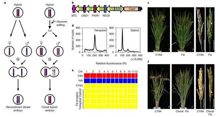 图11 在杂交水稻cy84中进行多重基因编辑固定水稻杂种优势 (wang et