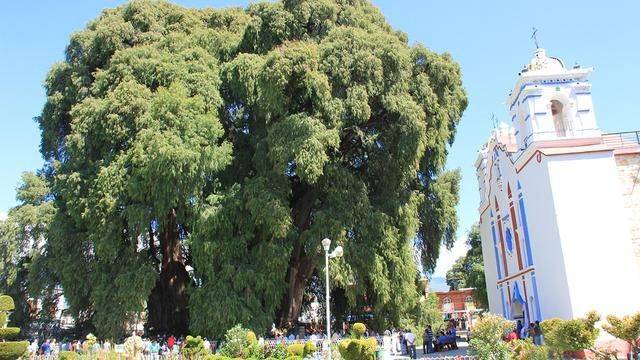 世界上最粗的树木，树干周长足足有58米，已经生长了2000多年_手机搜狐网