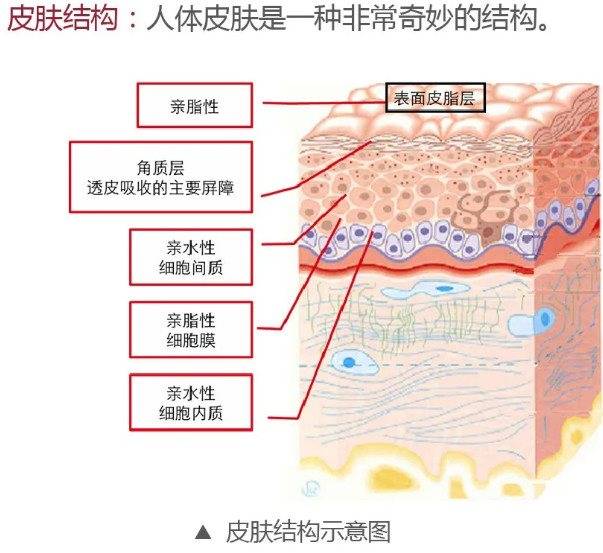 面部|所有女生注意啦 新抗衰好物分享——心辰玻尿酸是什么 真香定律告诉你