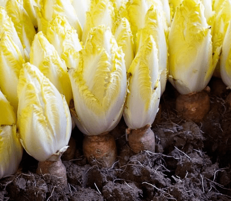 原创人称黄金菜长得像娃娃菜生长过程不能见光价格却不便宜