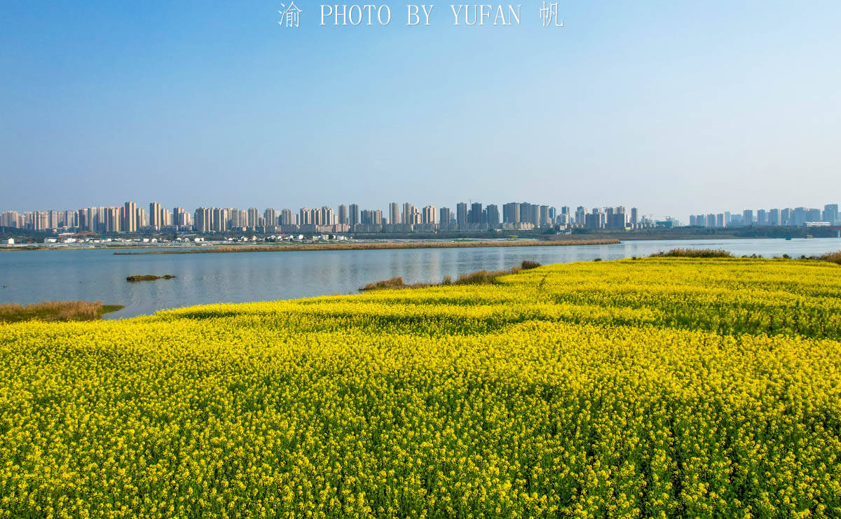 潼南|中国最美的城市油菜花海，花已开好遍地流金，免费开放，就在重庆