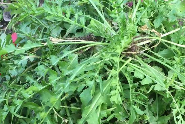 4月,在家做荠菜饺子,鲜香味美,简单好吃,这口味绝了_笔者_野菜_朋友