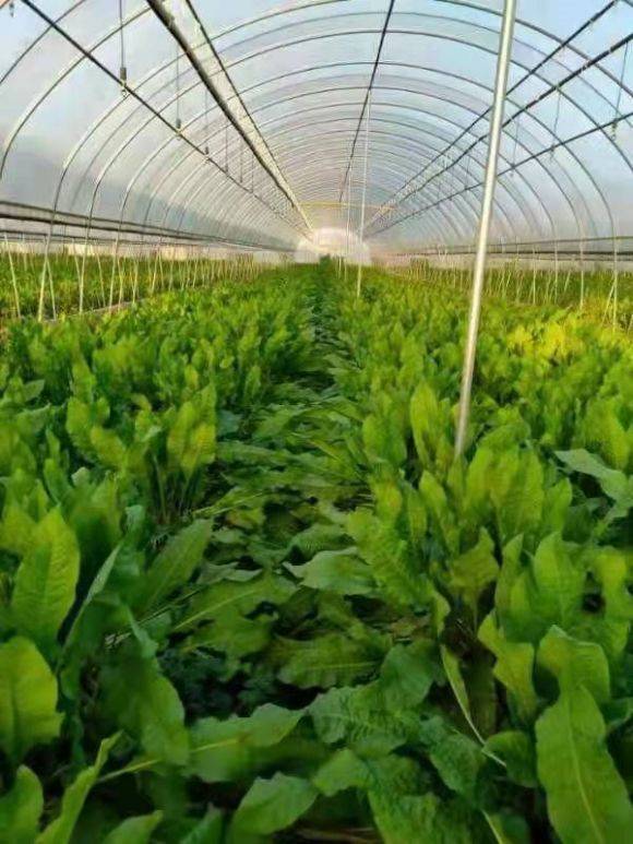 服务新思路—广东神龙食叶草农业有限公司董事长孔岩_种植_鲜草_国家