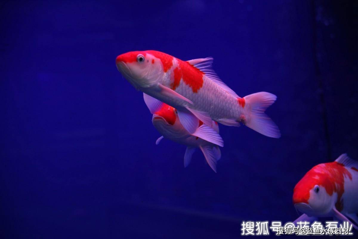 中国锦鲤种类