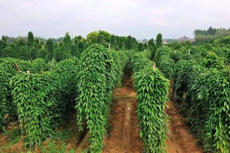 年产值超38亿元高州曹江的农产品成黄金薯