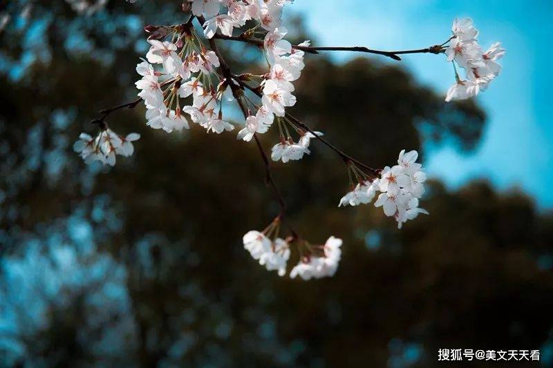 春风|相约春光，爱自流芳