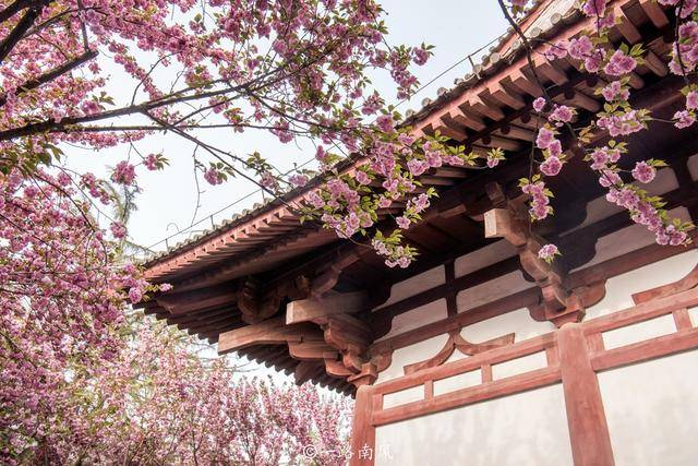 长安城|西安青龙寺，中国十大赏樱胜地之一，春天梦幻唯美还免费开放