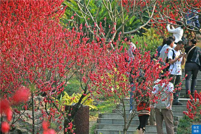 桃花|赏桃花何须远行，桃花故里最仙境，广州白云山桃花涧让人流连忘返