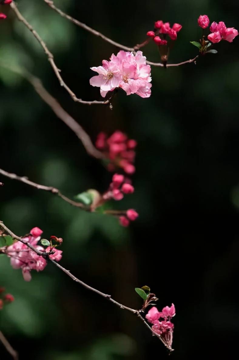 生活|腾冲生活志丨风有约，花不误，岁岁不相负