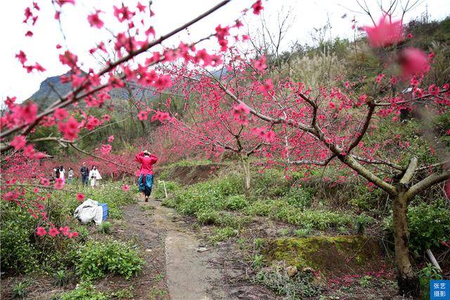 桃树|连州桃花岛，沉醉在三月桃花盛开的季节，各地游客邂逅浪漫桃花