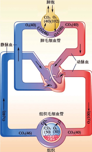 肺通气与肺换气图片