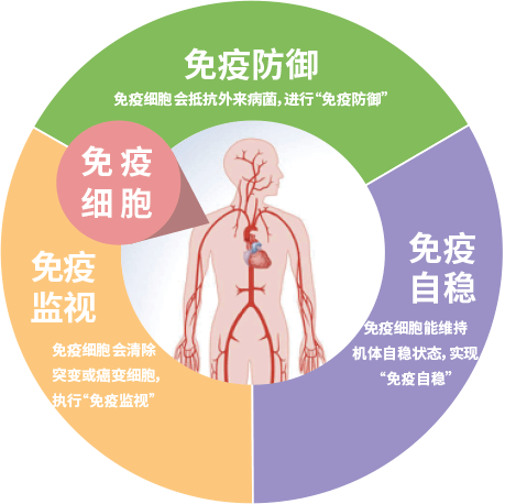 又称作白细胞,它是指参与免疫应答或与免疫应答相关的细胞,是人体免疫