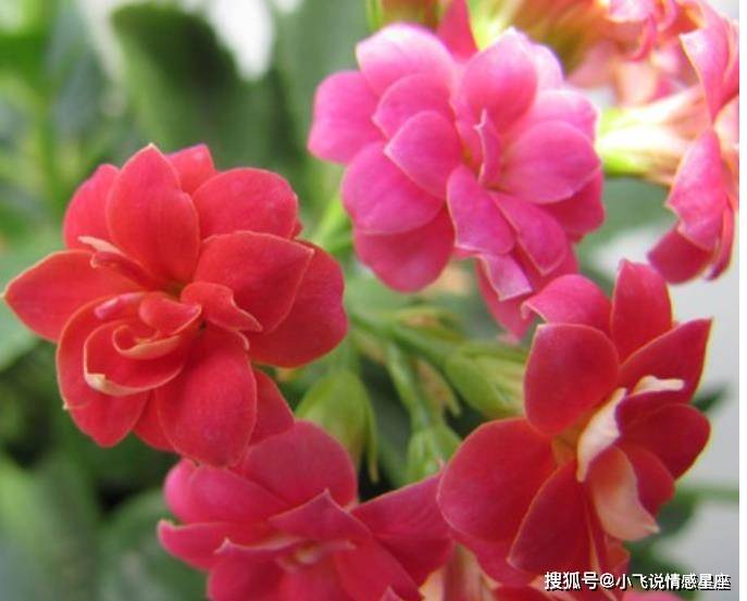 3月21日 久别重逢 朝朝暮暮 月老献计 桃花盛开 挽回旧爱 天秤座 爱情 感情