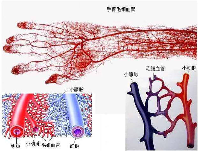 微血流紊乱示意图骗局图片