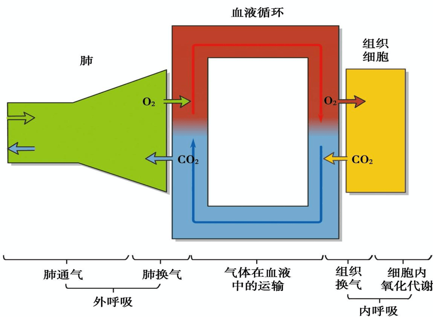 血液進行氣體交換的全過程;內呼吸指的是血液與組織細胞間的氣體交換