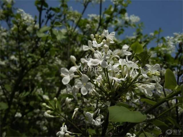 天国之花 白丁香 繁殖 材料 卵圆形