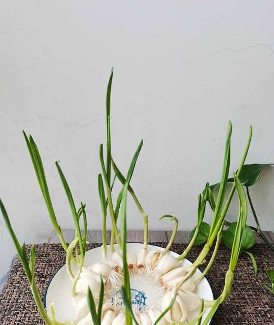 幸運|老兩口的中西式早餐，各取所需營養美味，你會看上哪天的食物呢