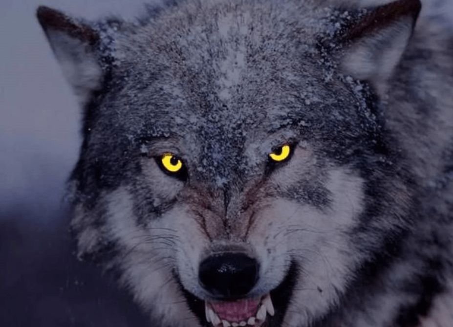 原创狼有多凶猛一个手持铁棍的成年男子能打得过一头狼吗