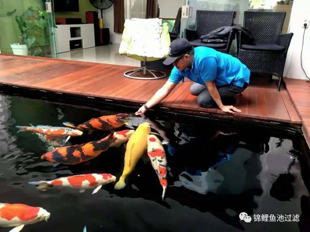 知识篇春季锦鲤的饲养实战经验分享