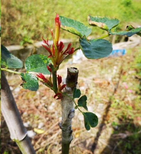 藍妖春天月季花什麼時候打頂掐尖合適只有這種情況建議掐