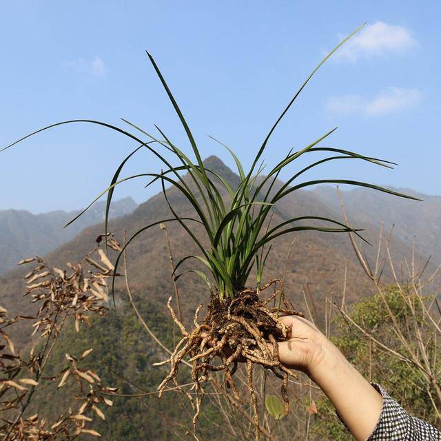 3种"国家保护花",见了不要买,买了就违法,不要犯傻_植物_兰花_杜鹃