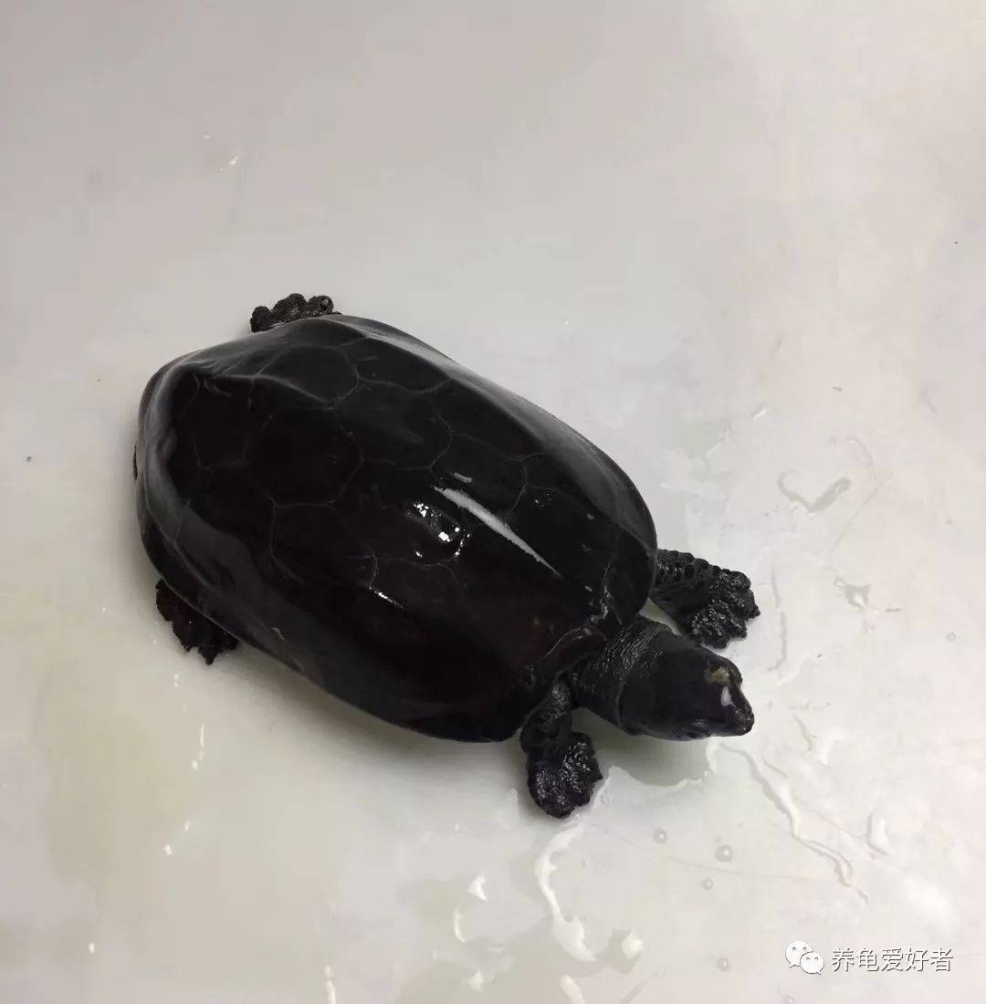 关于墨龟的二三事你一定感兴趣的