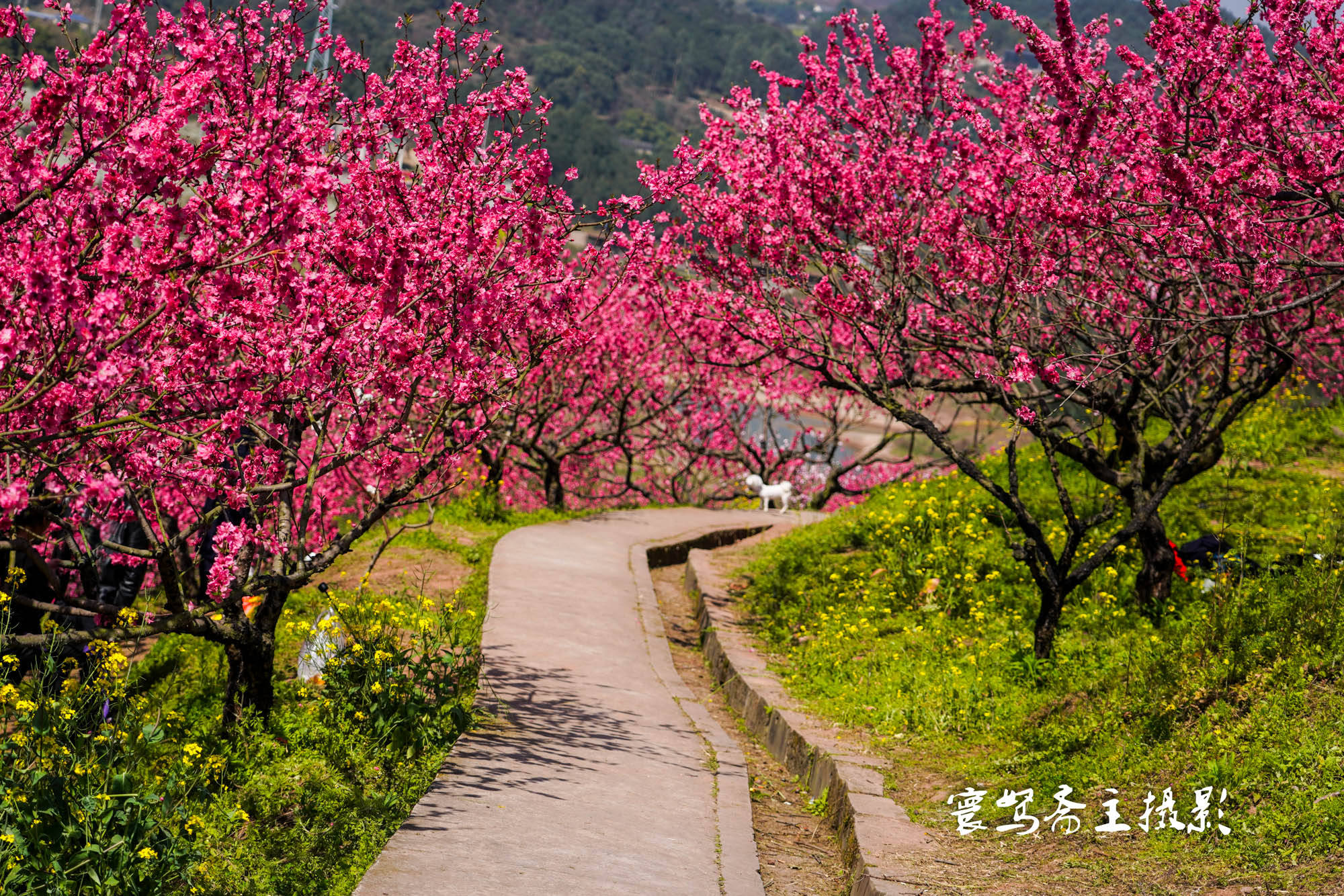 桃花|推荐个重庆近郊春游踏青的好去处，永川这三面环水的圣水湖桃花岛