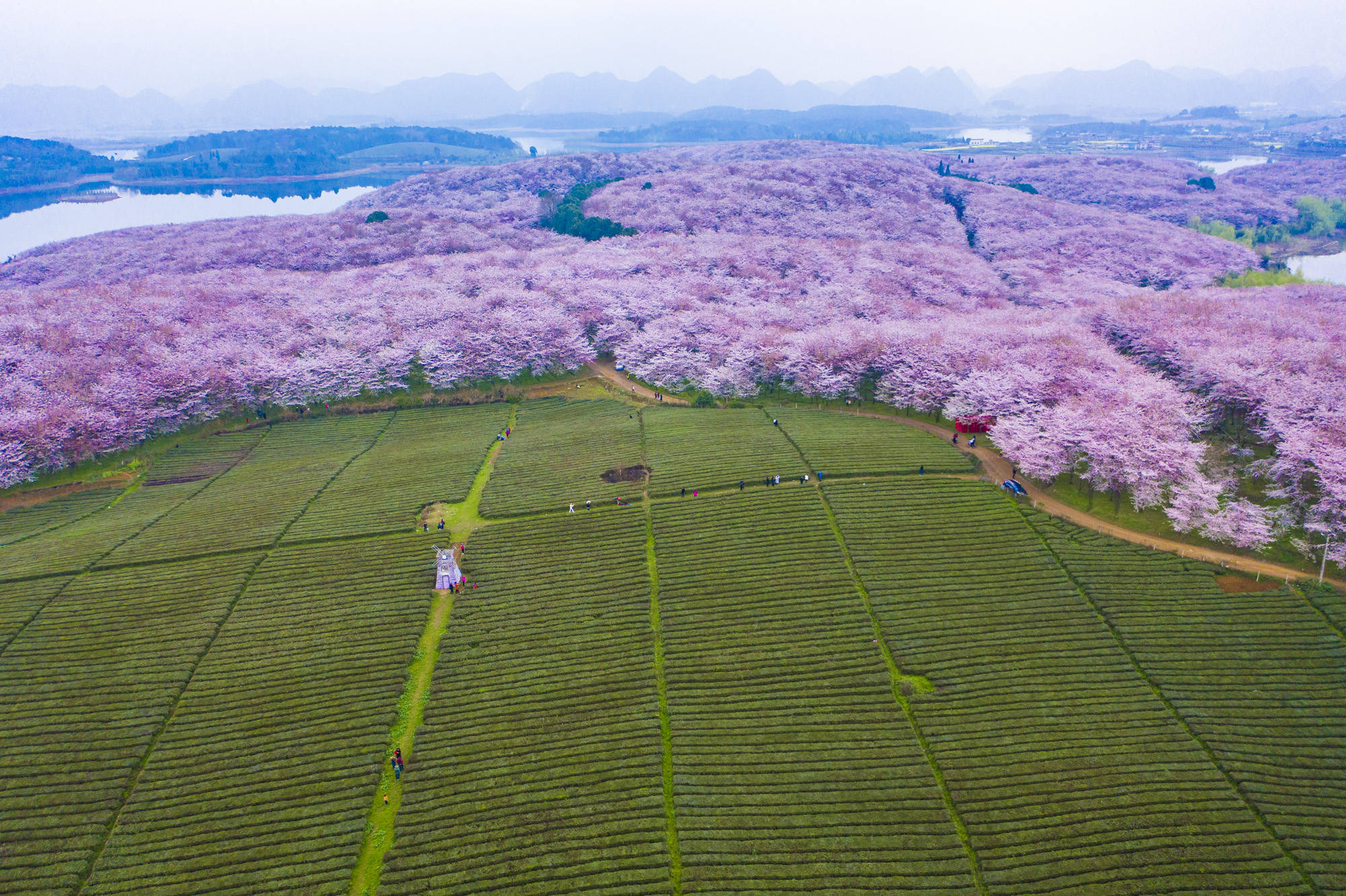 原创再过10天中国最大规模的樱花即将盛开70万株开成浪漫海洋