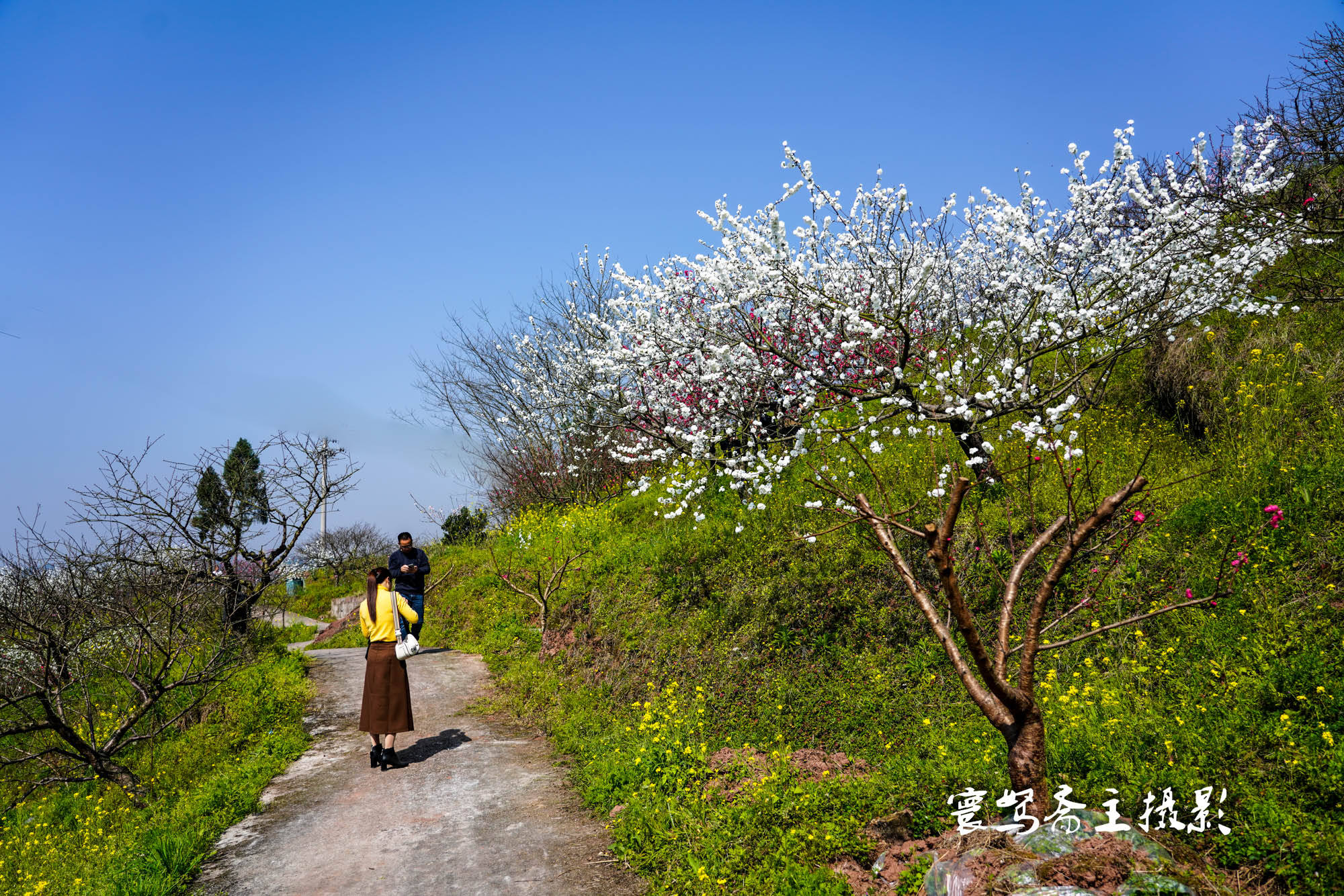 桃花|推荐个重庆近郊春游踏青的好去处，永川这三面环水的圣水湖桃花岛