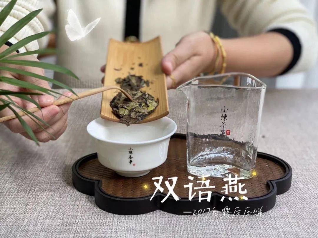 因为|盖碗冲泡白茶饼，“闷泡”和“快出水”二选一，你会选哪个？