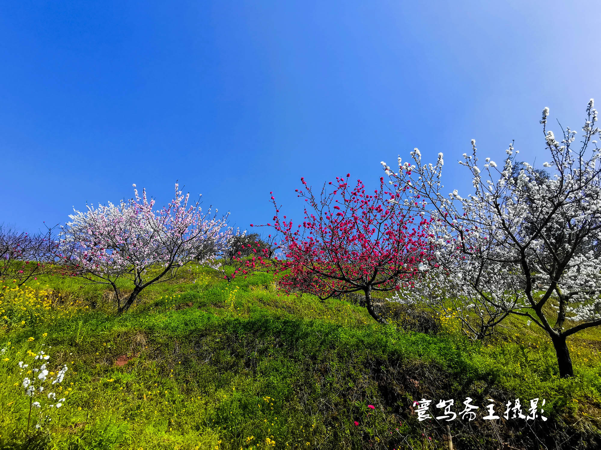 桃花|推荐个重庆近郊春游踏青的好去处，永川这三面环水的圣水湖桃花岛