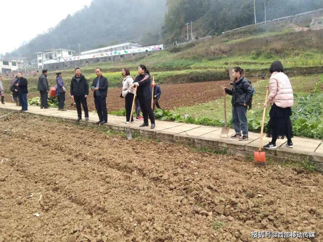 盐津县|盐津县高桥村:正是春耕时节，抢种鲜食玉米