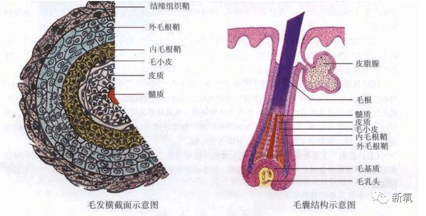 后天一夜白头未老先衰？为什么会有这种困扰？