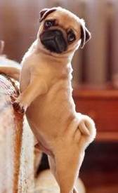 因为|巴哥犬训练很难？我想你应该要遵循这5点，掌握就简单！