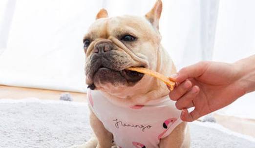 体型|养狗有6忌，这些知识需要知道！