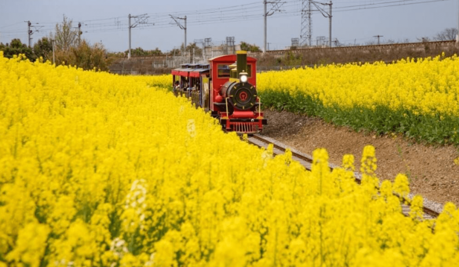 成都油菜花景点小火车图片