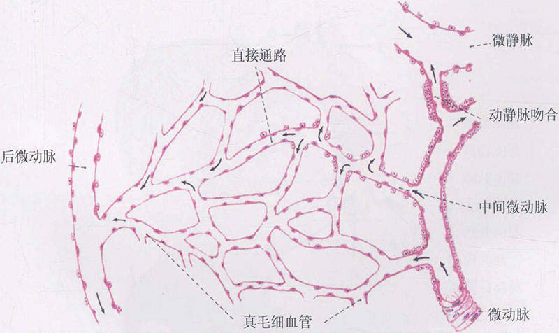 正常情况下,微循环的血流量与组织器官的代谢水平相适应,保证各组织