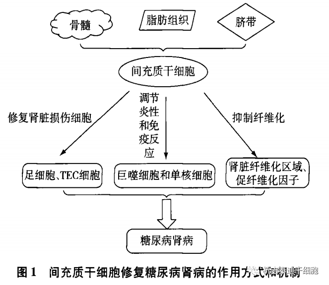 肾脏|世界肾脏日丨盘点，干细胞治疗4类肾脏疾病临床研究进展及案例