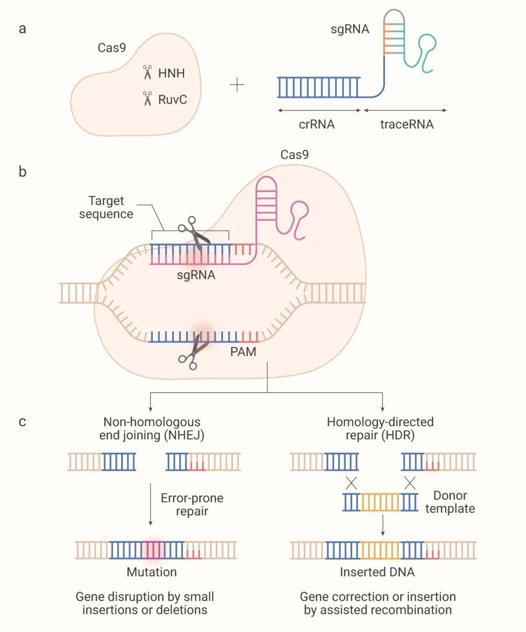 基因编辑技术crisprcas9魔剪一文通medchemexpress