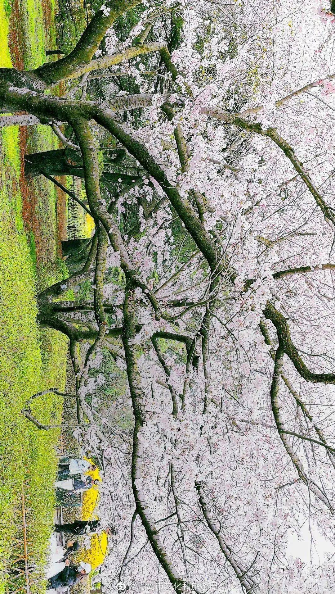 信号山,摄影师@买菜市民董先生)是它的灵魂底色红瓦绿树,碧海蓝天▼