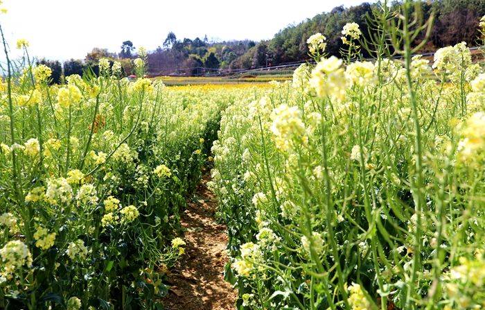 昆明|带您走进昆明安宁甸中村彩色油菜花田