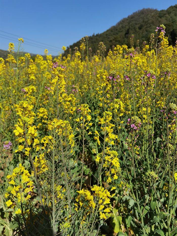 昆明|带您走进昆明安宁甸中村彩色油菜花田