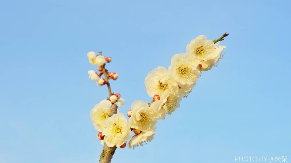 桃花|不负好春光，亲测推荐家乡淮南最美春景，错过要再等一年